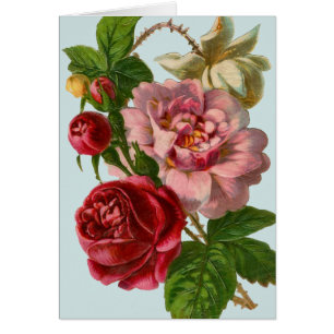 Illustrationskarte für Viktorianische Rose