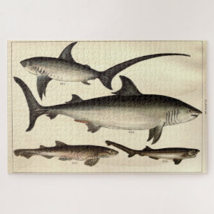 Illustratives Vintages Hai-Diagramm (1901)