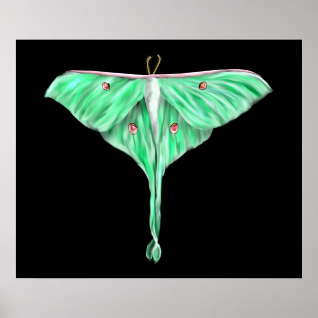 Illustriert Green Lunar Moth Poster (Vorne)