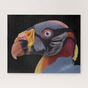 Illustriert King Vulture