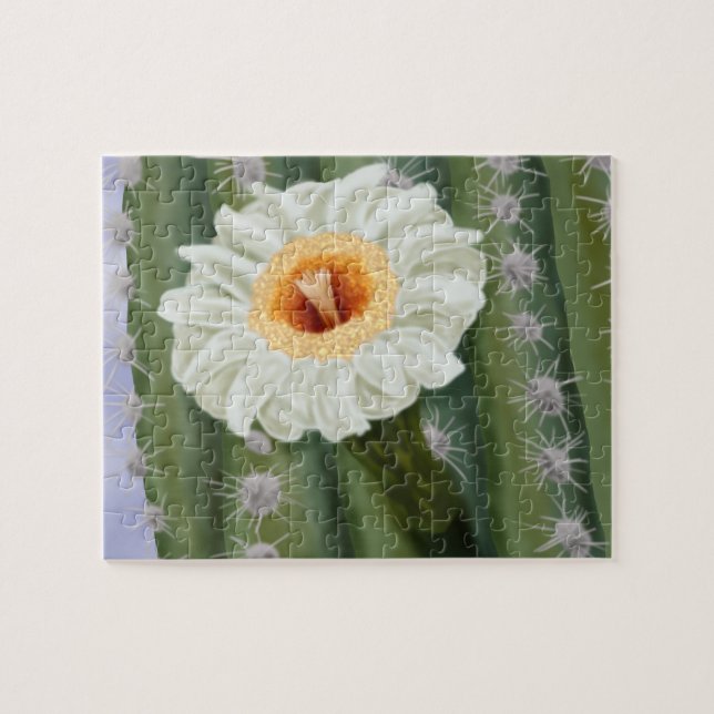 Illustriert Saguaro Cactus White Blume (Horizontal)
