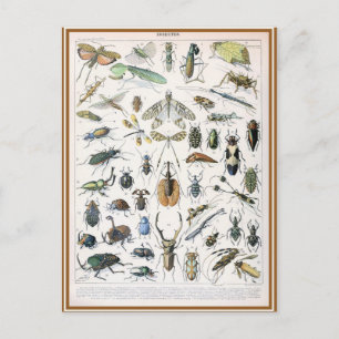 Illustriertes Insektenwörterbuch Postkarte