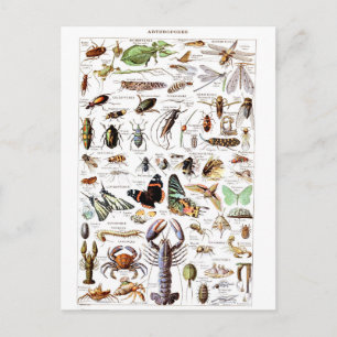 Illustriertes Wörterbuch Arthropoden Postkarte
