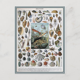 Illustriertes Wörterbuch der Mollusken Postkarte