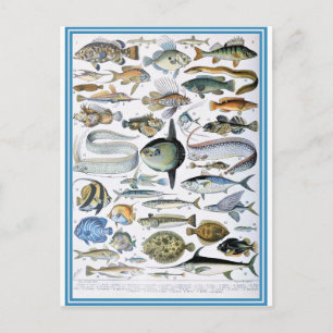 Illustriertes Wörterbuch Fische Postkarte