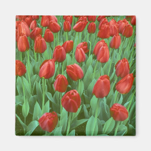 Im Frühling blüht das Tulip-Feld. Magnet