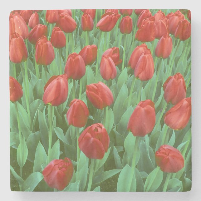 Im Frühling blüht das Tulip-Feld. Steinuntersetzer (Vorderseite)