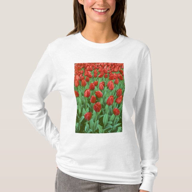 Im Frühling blüht das Tulip-Feld. T-Shirt (Vorderseite)