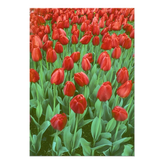 Im Frühling blüht das Tulpenfeld. Fotodruck (Vorne)