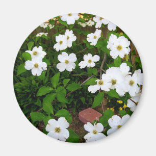 Im Garten ~ Dogwood-Blüten Magnet
