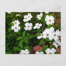 Im Garten ~ Dogwood-Blüten Postkarte
