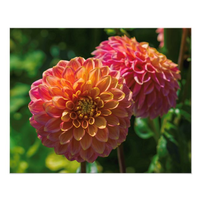 Im Garten von Dahlia 1 Fotodruck (Vorne)