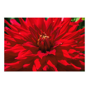 Im Garten von Dahlia 2 Fotodruck
