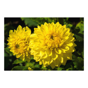 Im Garten von Dahlia 3 Fotodruck