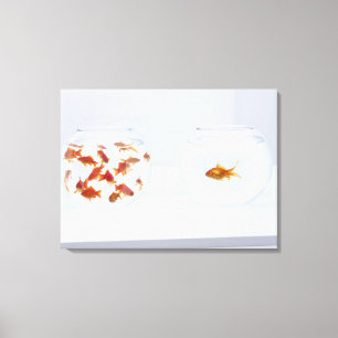 Im Gegensatz zu vielen Goldfischen in Fischschüsse Leinwanddruck
