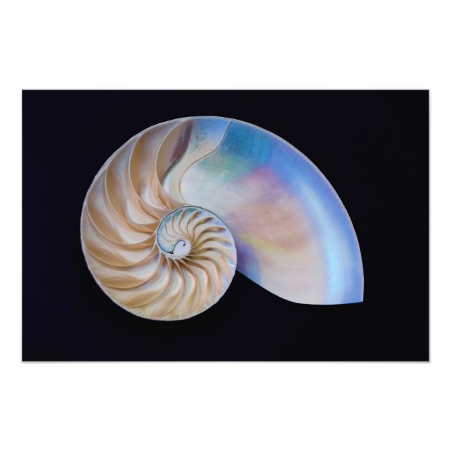 Im Inneren des Nautilus Fotodruck (Vorne)