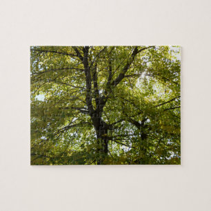 Im Inneren eines gelben Ahornbaums Herbst
