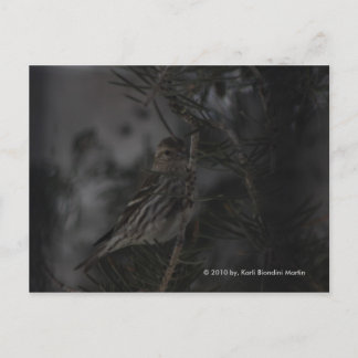 Im Kiefernwald Postkarte