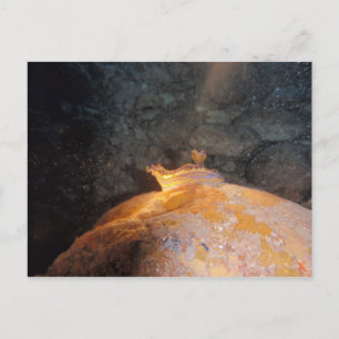 Im Spotlight gefangen Postkarte