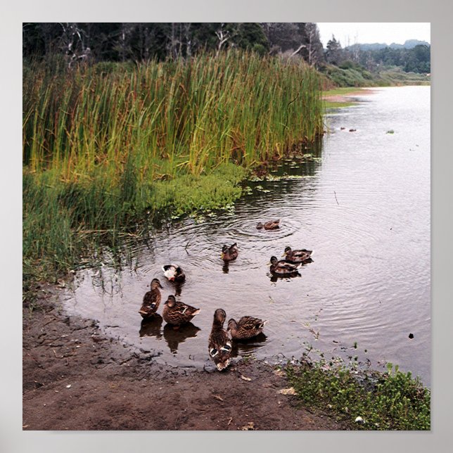 Im Sumpf.... Poster (Vorne)