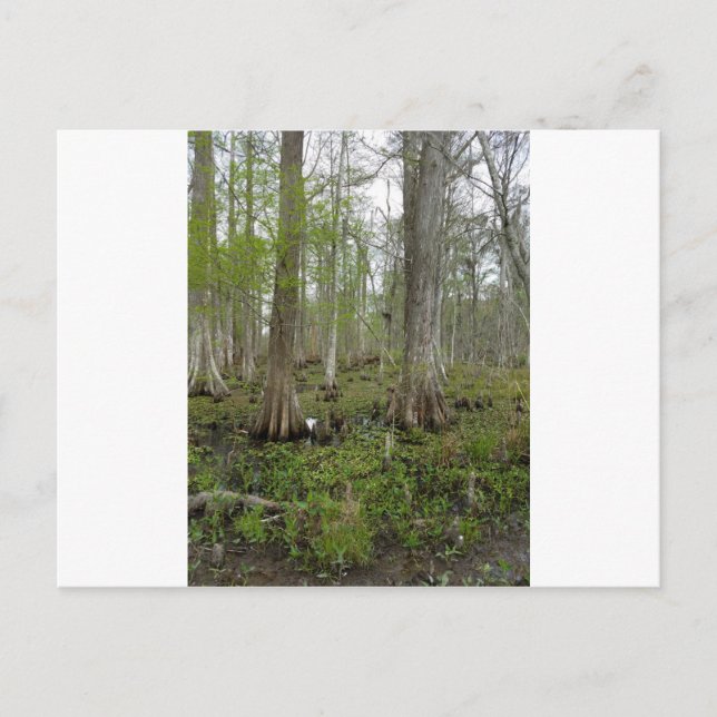 Im Sumpf Postkarte (Vorderseite)