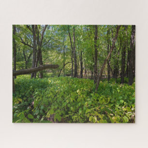 im Wald am Fort, der einen Staat Park