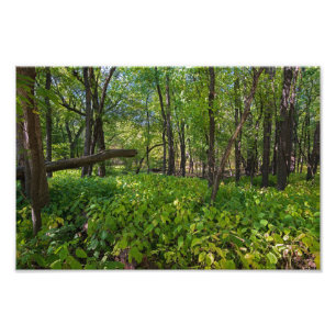 im Wald am Fort, der einen Staat Park Fotodruck