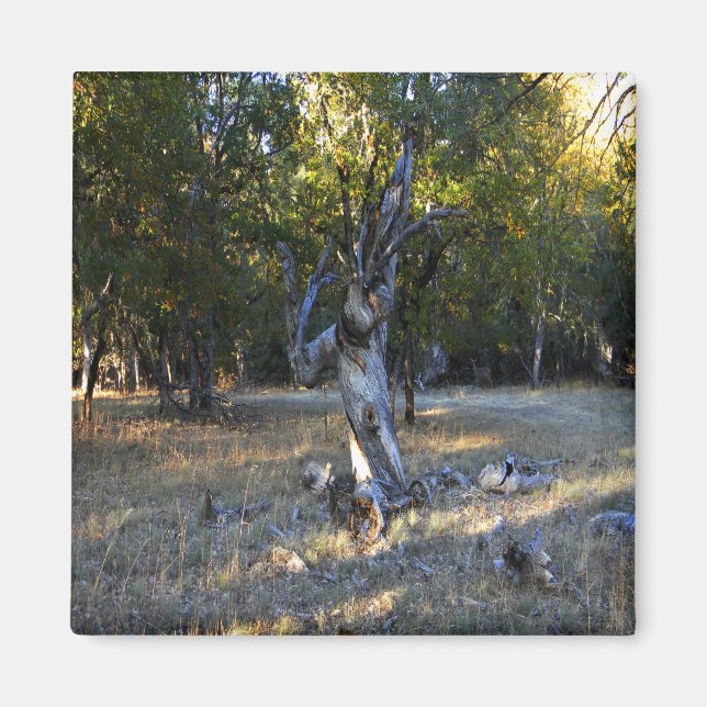 Im Wald.... Magnet (Vorne)