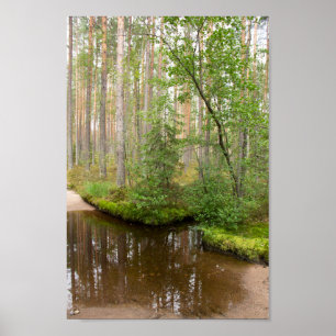 Im Wald nach dem Regen Poster