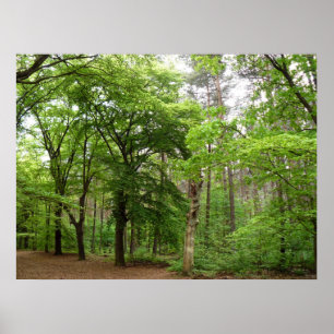 Im Wald Poster