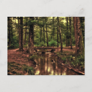 Im Wald Postkarte