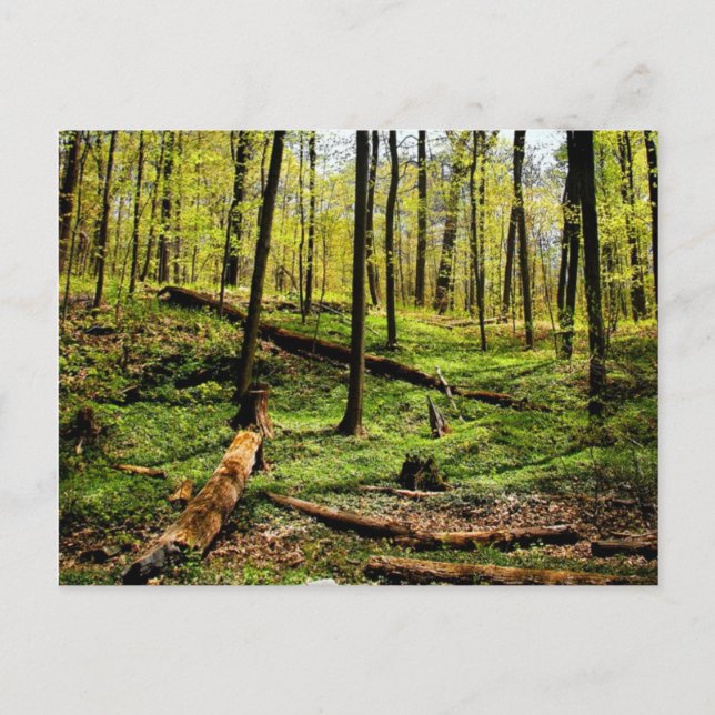 Im Wald Postkarte (Vorderseite)