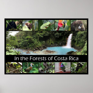 Im Wald von Costa Rica Poster