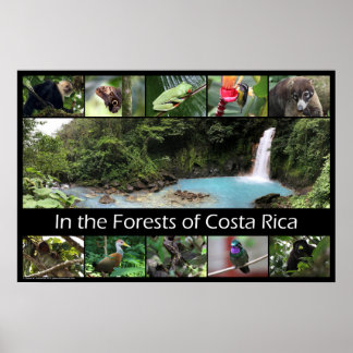 Im Wald von Costa Rica Poster