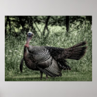 Im Wald - Weide Grün B&W