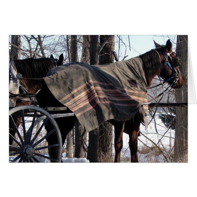 Im Winter Gewartet Pferde aus Amish (Vorderseite (Horizontal))