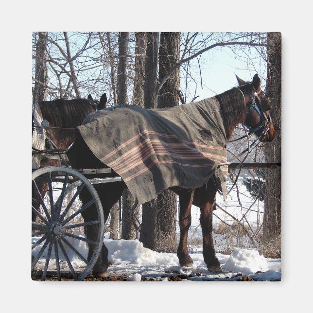 Im Winter Gewartet Pferde aus Amish Magnet (Vorne)