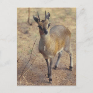 Im Zoo - Postkarte