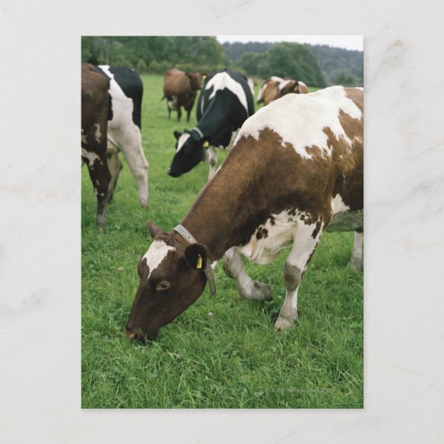 Ima28991 Postkarte (Vorderseite)