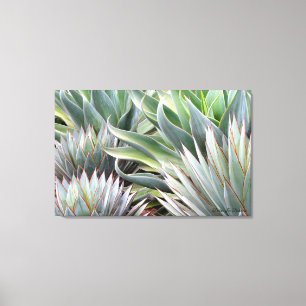 Image Agave 'Blue Glow', 'Blue Flame', impression