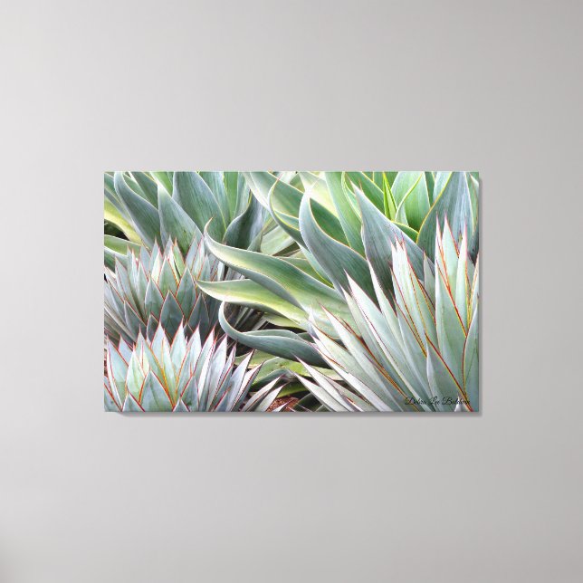 Image Agave 'Blue Glow', 'Blue Flame', impression  (Recto)