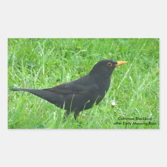 Image Blackbird pour Stickers Rectangle, brillant (Devant)