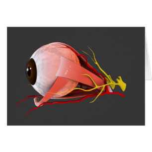 Image Conceptuelle De L'Anatomie Des Yeux Humains 