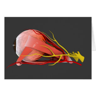 Image Conceptuelle De L'Anatomie Des Yeux Humains 
