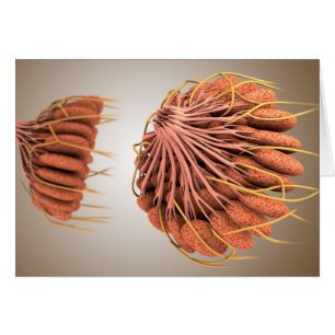 Image conceptuelle de l'anatomie femelle 8 de sein