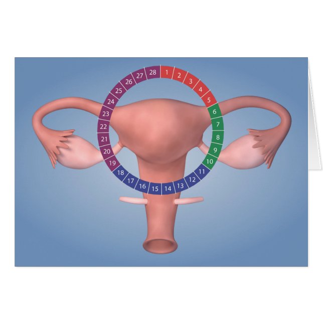 Image Conceptuelle De L'Organe De Reproduction Fém (Devant horizontal)