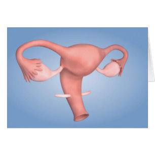 Image conceptuelle de l'organe reproducteur