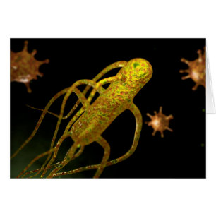 Image Conceptuelle De Salmonella Typhi 1
