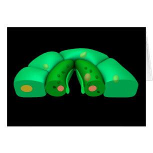 Image Conceptuelle De Stomata 2