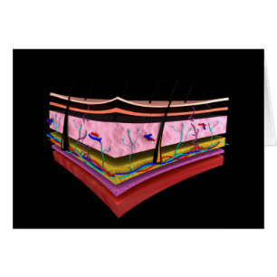 Image Conceptuelle Des Couches De La Peau Humaine 